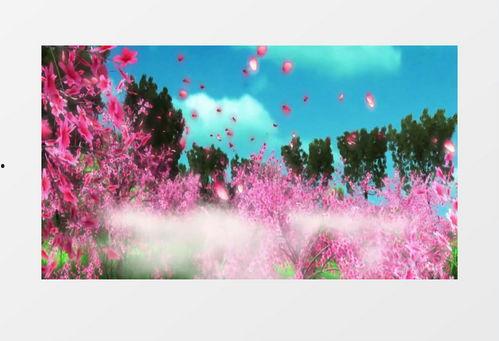 落花视频素材,时光流转的美丽瞬间